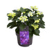 Blå Lilla Hortensia 7 - 12 Hoveder - Udendørs Blomstrende Plante