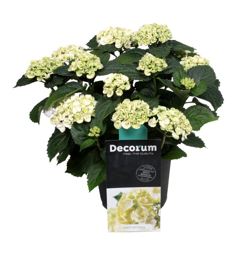 Hortensia Curly White 9 - 15 Hoveder - Udendørs Blomstrende Plante