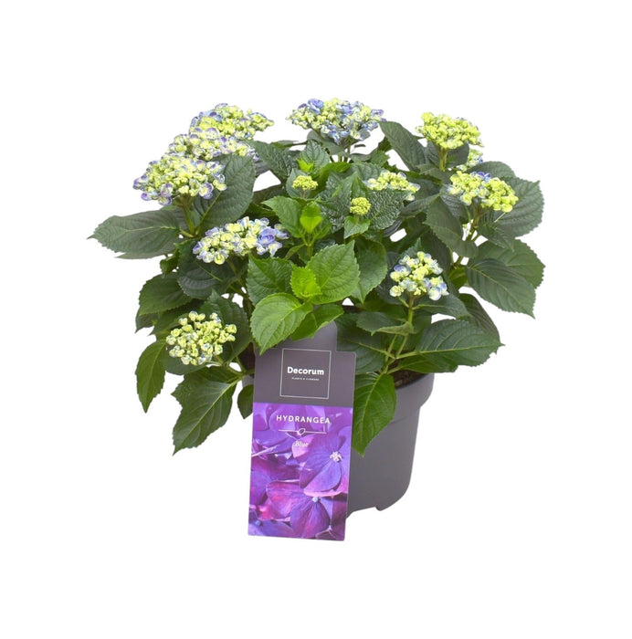 Hortensia Curly Parma 9 - 15 Hoveder - Udendørs Blomstrende Plante