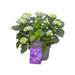 Hortensia Curly Parma 9 - 15 Hoveder - Udendørs Blomstrende Plante