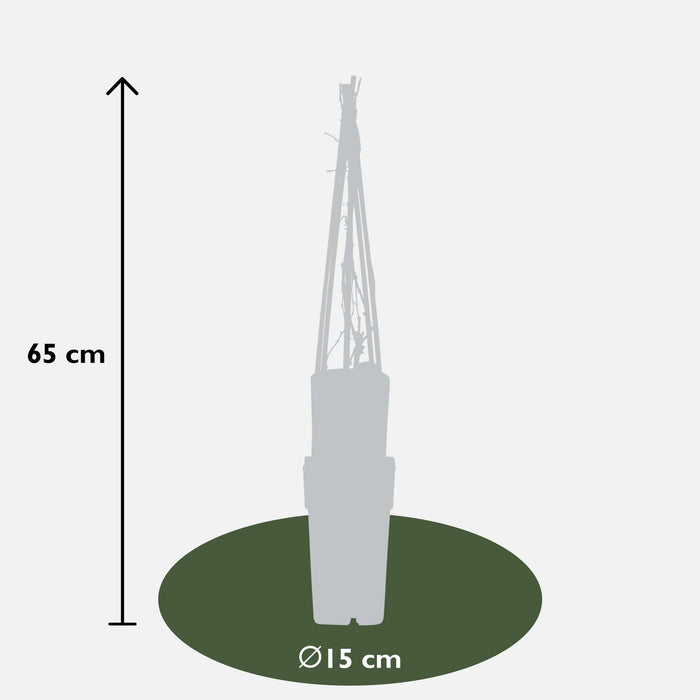 Hortensia 'Engelmannii' - Sæt Med 3