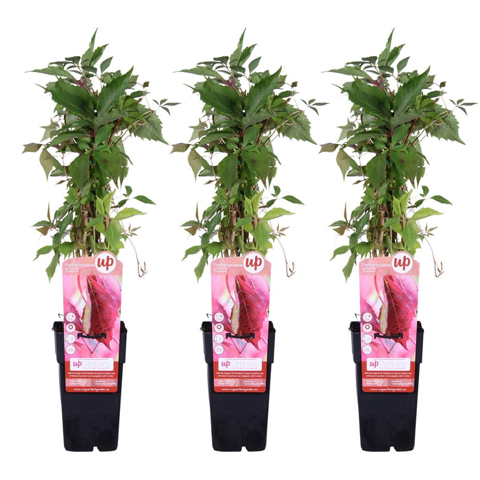 Hortensia 'Engelmannii' - Sæt Med 3