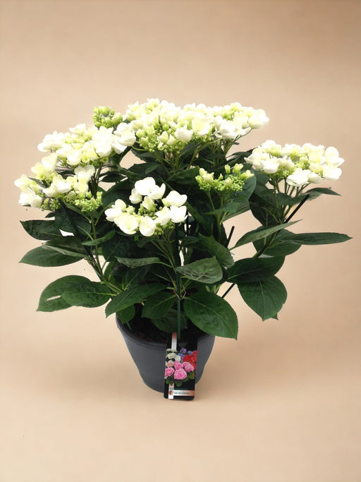 Hortensia Frisbee Hvid