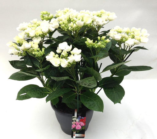 Hortensia Frisbee Hvid
