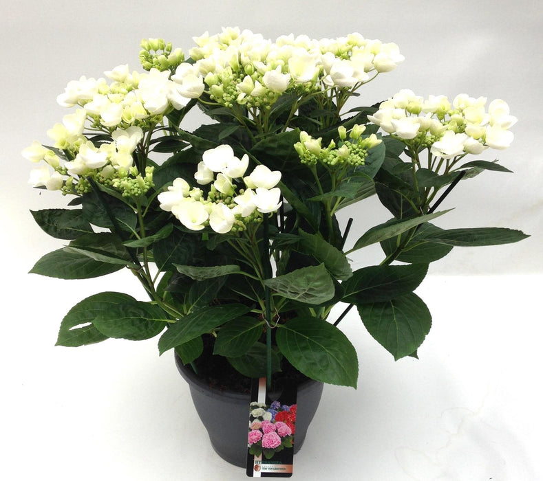 Hortensia Frisbee Hvid