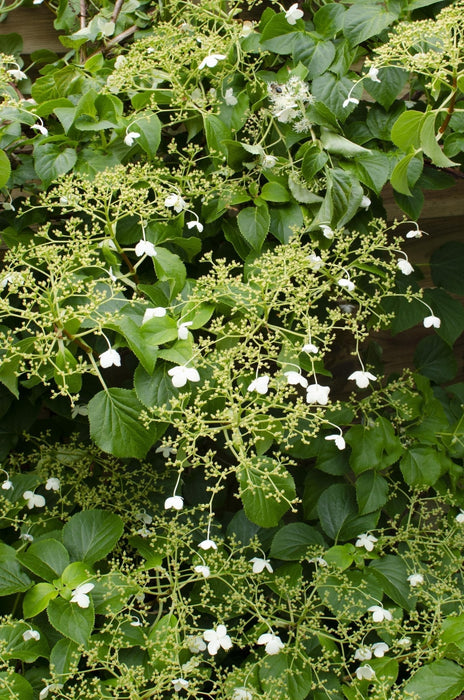 Klatrehortensia - ↨65 Cm - Ø15 - Blomstrende Og Klatre Udendørs Plante