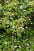 Klatrehortensia - ↨65 Cm - Ø15 - Blomstrende Og Klatre Udendørs Plante