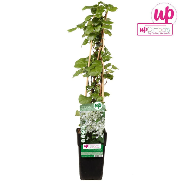 Klatrehortensia - ↨65 Cm - Ø15 - Blomstrende Og Klatre Udendørs Plante