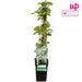 Klatrehortensia - ↨65 Cm - Ø15 - Blomstrende Og Klatre Udendørs Plante