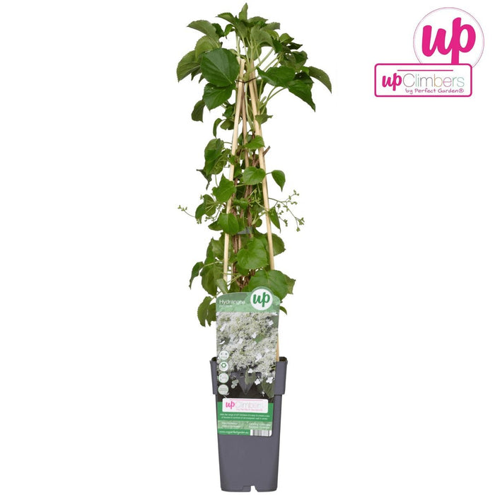Klatrehortensia - ↨65 Cm - Ø15 - Blomstrende Og Klatre Udendørs Plante
