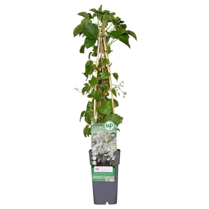 Klatrehortensia - ↨65 Cm - Ø15 - Blomstrende Og Klatre Udendørs Plante