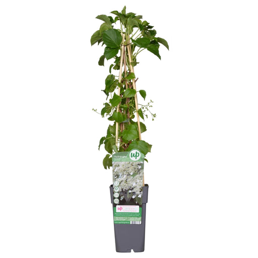 Klatrehortensia - ↨65 Cm - Ø15 - Blomstrende Og Klatre Udendørs Plante