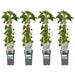 Klatrehortensia - Sæt Med 4 - ↨65Cm - Ø15 - Udendørs Plante