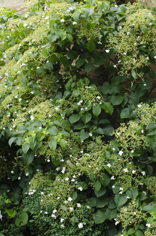 Klatrehortensia - Sæt Med 4 - ↨65Cm - Ø15 - Udendørs Plante