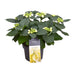 Bleg Gul Hortensia 7 - 12 Hoveder - Udendørs Blomstrende Plante