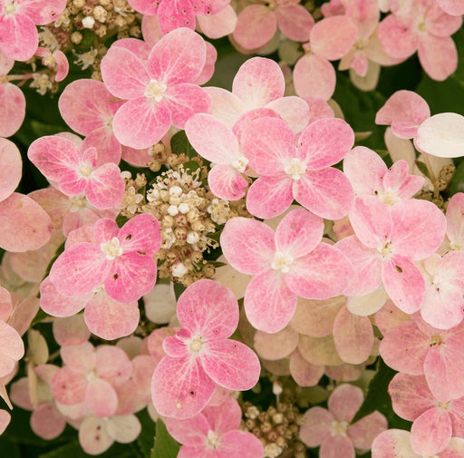 Hortensia Pan. '(S) Witch Ophelia'® - ↨25Cm - Ø19Cm - Blomstrende Udendørs Plante