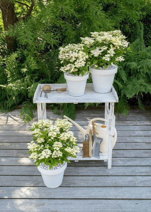 Hortensia Pan. '(S) Witch Ophelia'® - ↨25Cm - Ø19Cm - Blomstrende Udendørs Plante