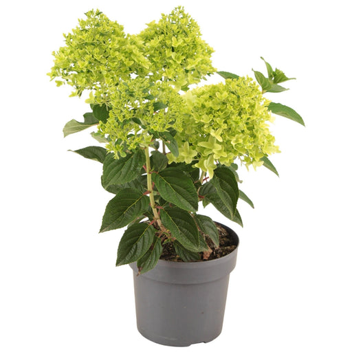 Hydrangea Paniculata Hvid Lysegul