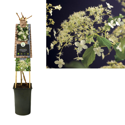 Hortensia Petiolaris D17Cm H75Cm