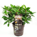 Hortensia '(S) Sorcière Ophélia'® - ↨60Cm - Ø24Cm - Blomstrende Udendørs Plante