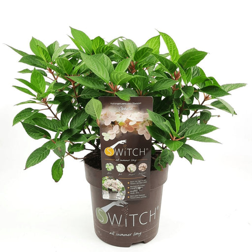 Hortensia '(S) Sorcière Ophélia'® - ↨60Cm - Ø24Cm - Blomstrende Udendørs Plante