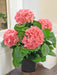 Kunstig Lyserød Hortensia