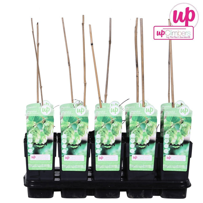 Humle - Humulus Lupulus 'Nordbrau' - ↨65Cm - Ø15 - Udendørs Plante