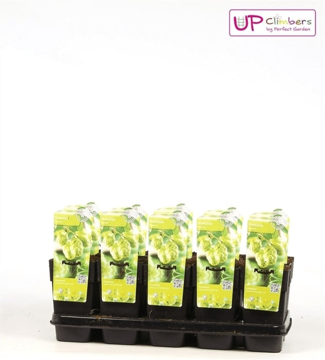 Humle - Humulus Lupulus 'Nordbrau' - ↨65Cm - Ø15 - Udendørs Plante