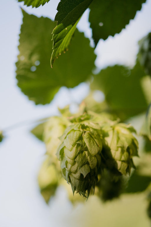 Humle - Humulus Lupulus 'Nordbrau' - ↨65Cm - Ø15 - Udendørs Plante