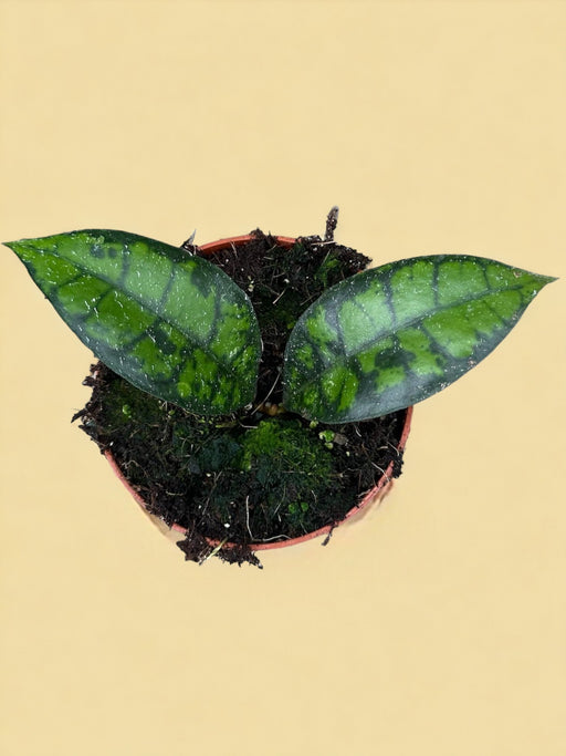 Hoya Sort Kat