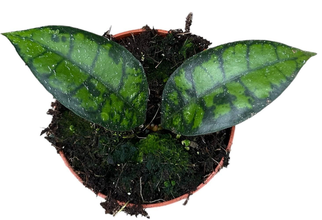 Hoya Sort Kat
