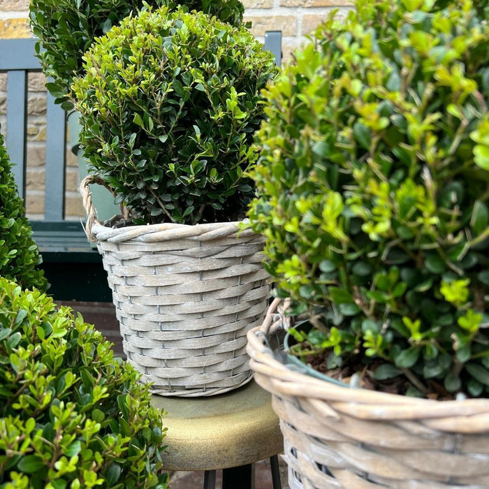 Ilex Crenata 'Jenny' Og Deres Kurv X 2