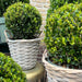 Ilex Crenata 'Jenny' Og Deres Kurv X 2