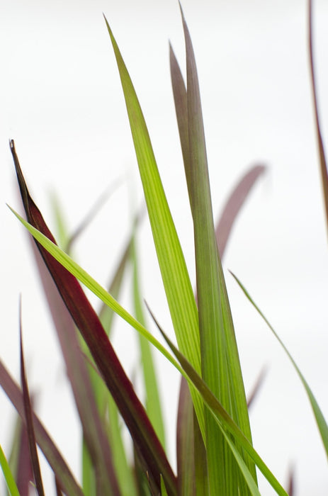 Imperata Cylindrisk 'Red Baron'
