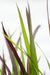 Imperata Cylindrisk 'Red Baron'