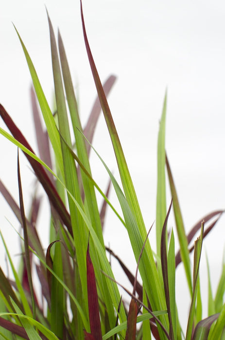 Imperata Cylindrisk 'Red Baron'