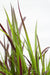 Imperata Cylindrisk 'Red Baron'