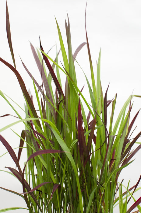 Imperata Cylindrisk 'Red Baron'