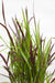 Imperata Cylindrisk 'Red Baron'