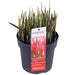 Imperata Cylindrisk 'Red Baron'