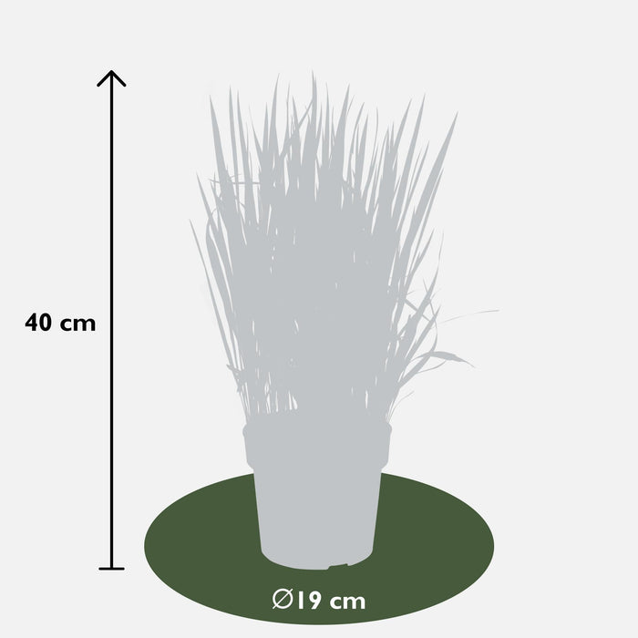Imperata Cylindrisk 'Red Baron'