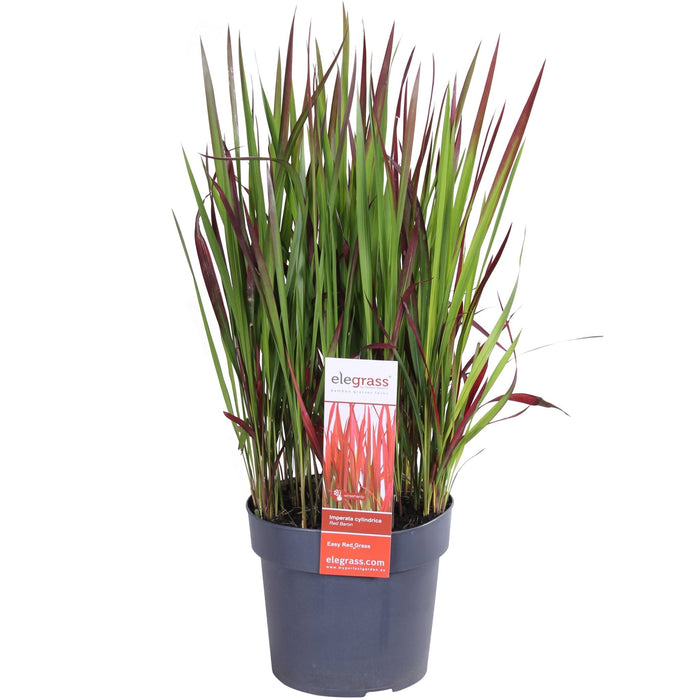 Imperata Cylindrisk 'Red Baron'