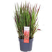 Imperata Cylindrisk 'Red Baron'