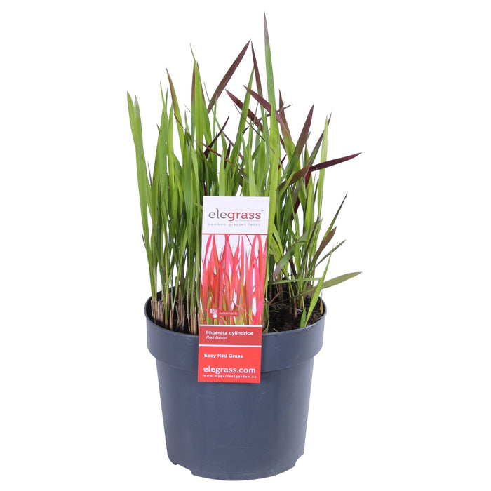 Imperata Cylindrisk 'Red Baron'