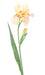Kunstig Iris 2 Blomster Creme Lilla 70 Cm Dekoration