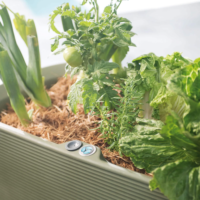 Rede Planter