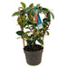 Stjerne Jasmin D13Cm H40Cm