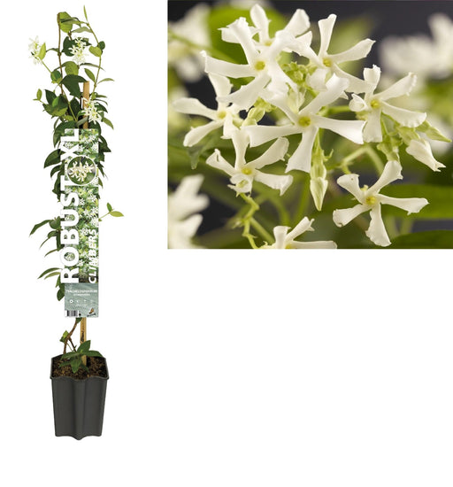 Stjerne Jasmin D19Cm H100Cm