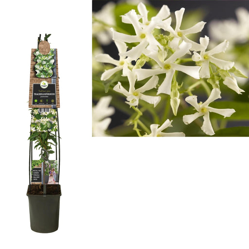 Stjerne Jasmin D23Cm H115Cm