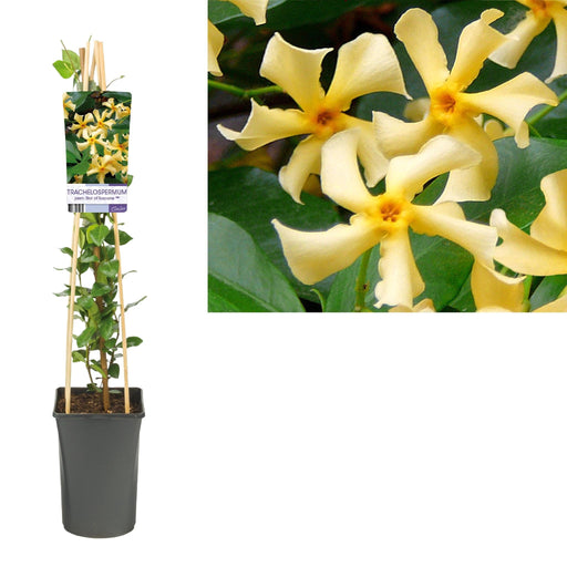 Stjernejasmin Fra Toscana D17Cm H75Cm